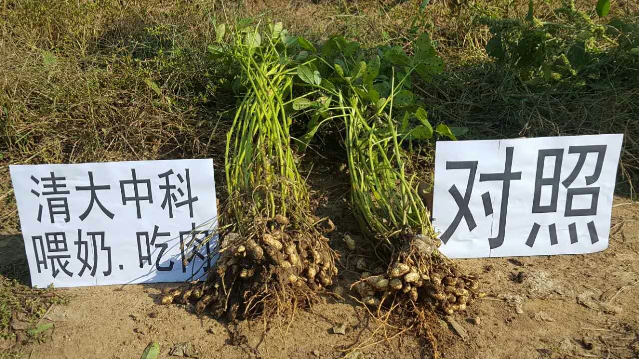 对比试验
